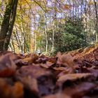 herbst in tecklenburg