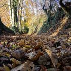 herbst in tecklenburg