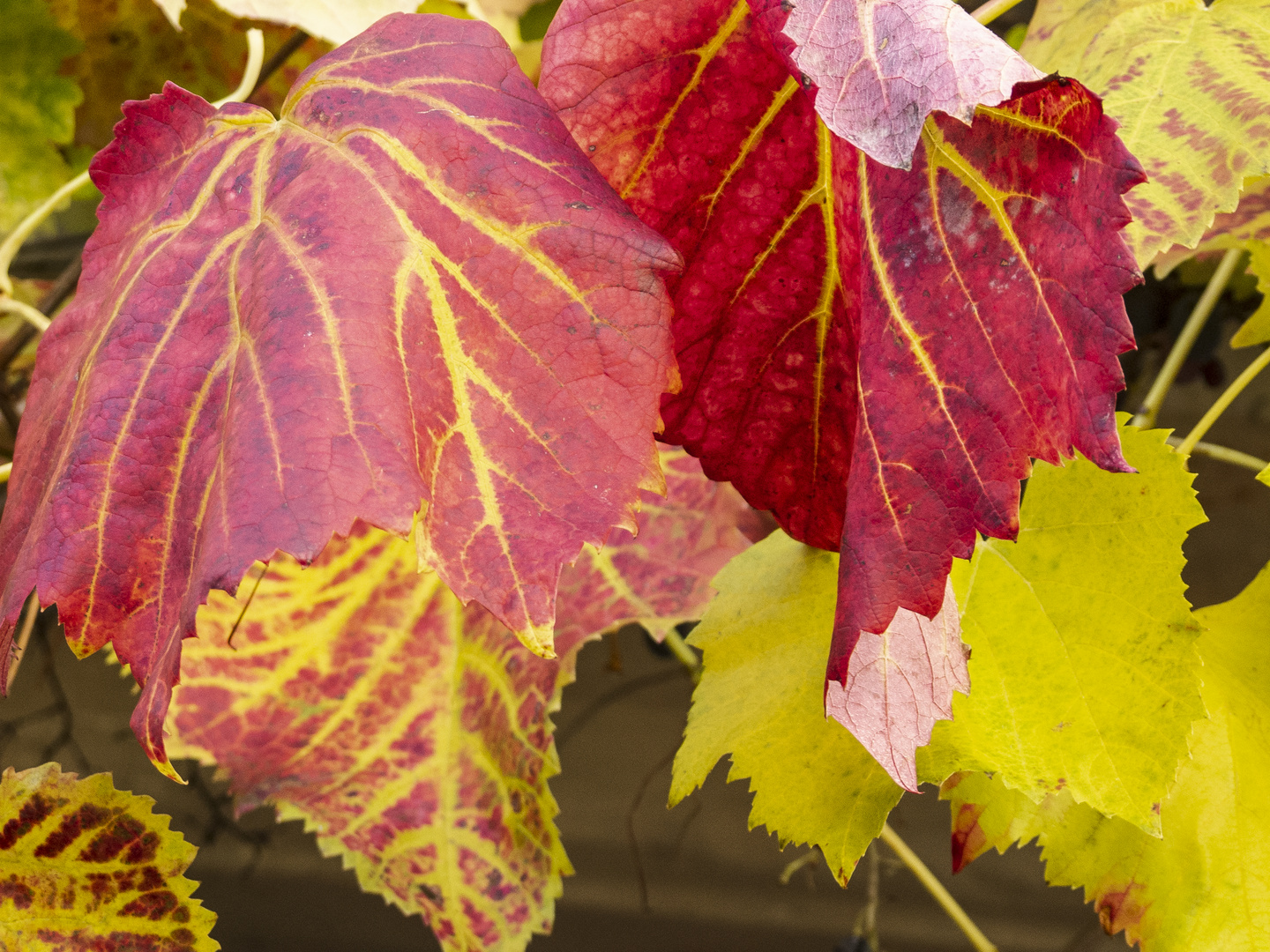 herbst in tecklenburg