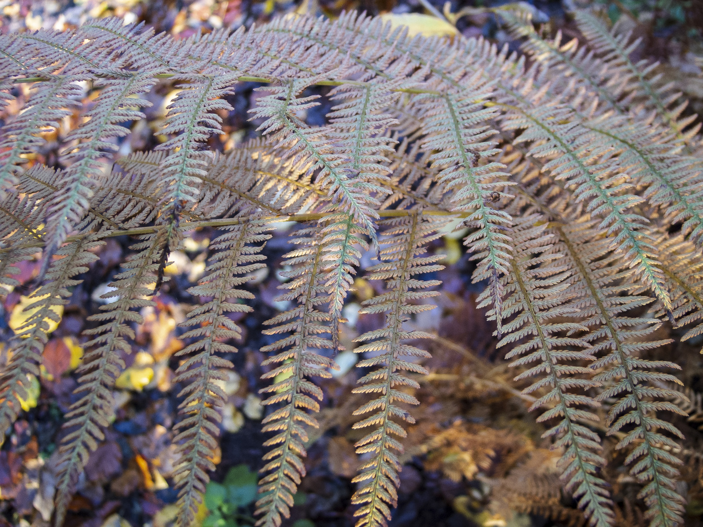 herbst in tecklenburg