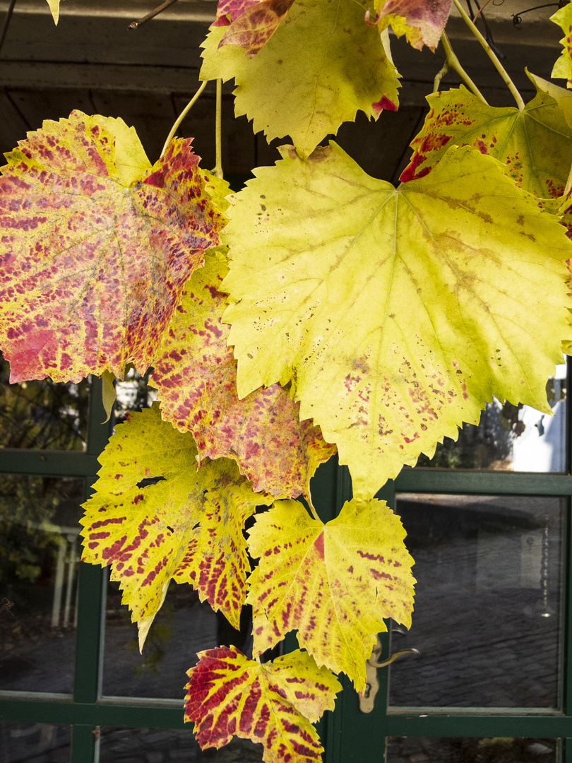 herbst in tecklenburg