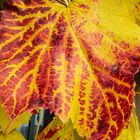 herbst in tecklenburg