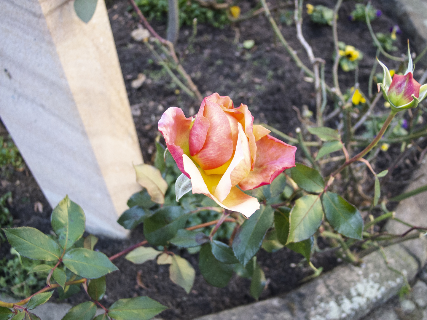 herbst in tecklenburg