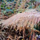 herbst in tecklenburg