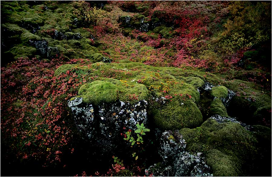 Herbst in Thingvellir