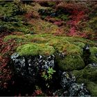 Herbst in Thingvellir