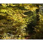 Herbst in Thüringen 15