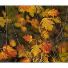 Herbst in Thüringen 8