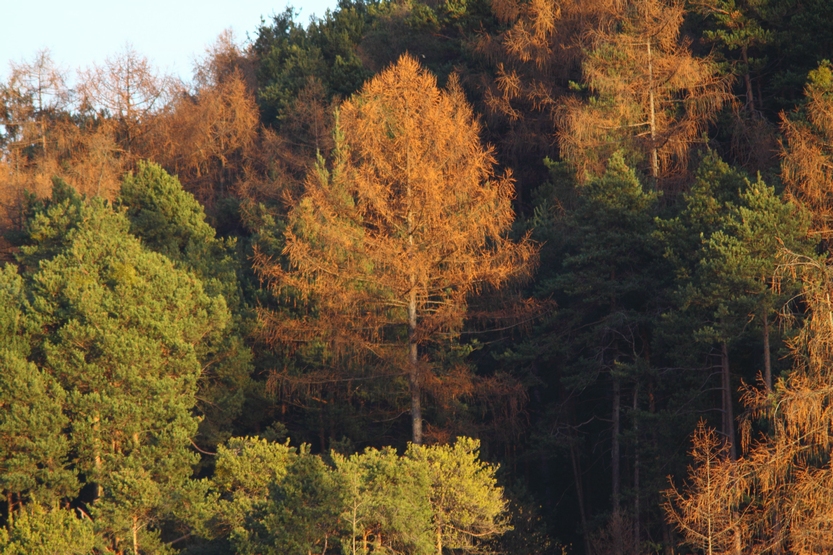 Herbst in Tirol 5