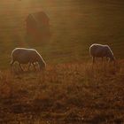 Herbst in Tirol 6