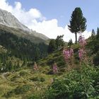 Herbst in Tirol