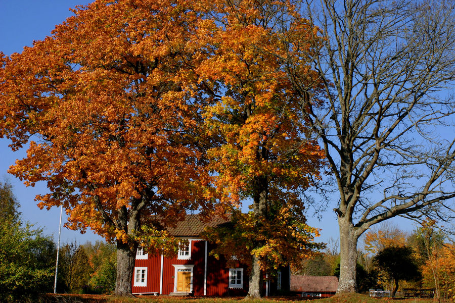 Herbst in Törsbo