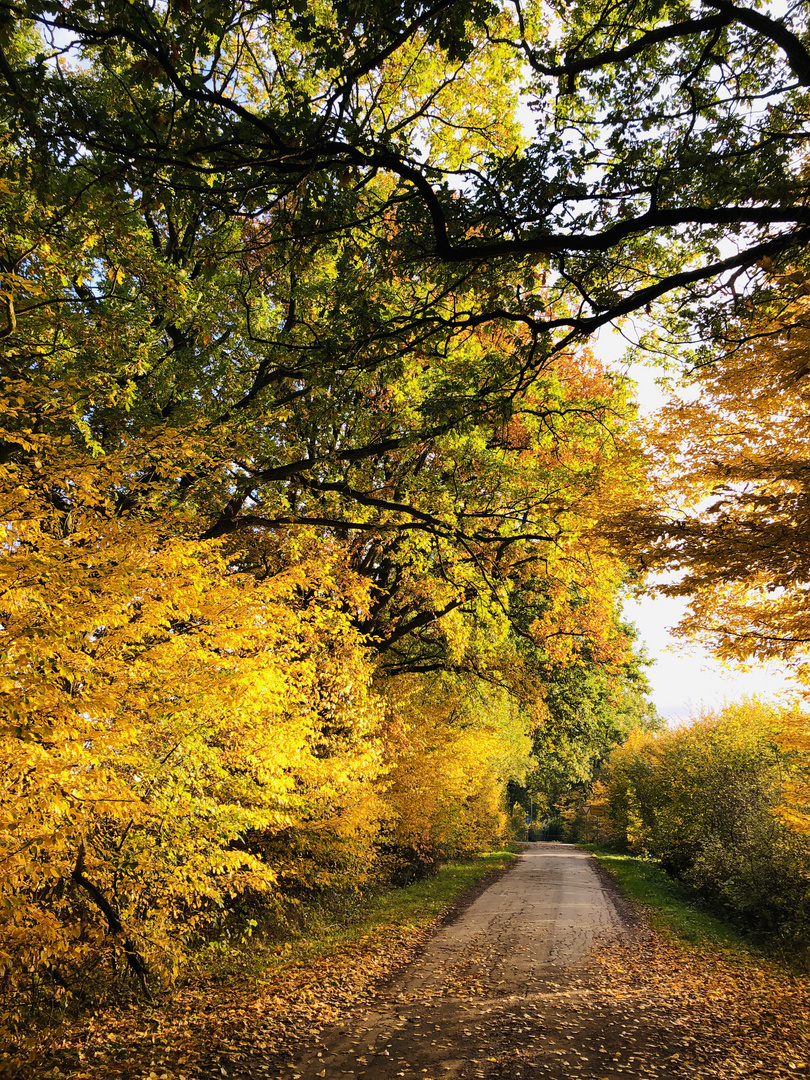 HERBST in Trittau (1)