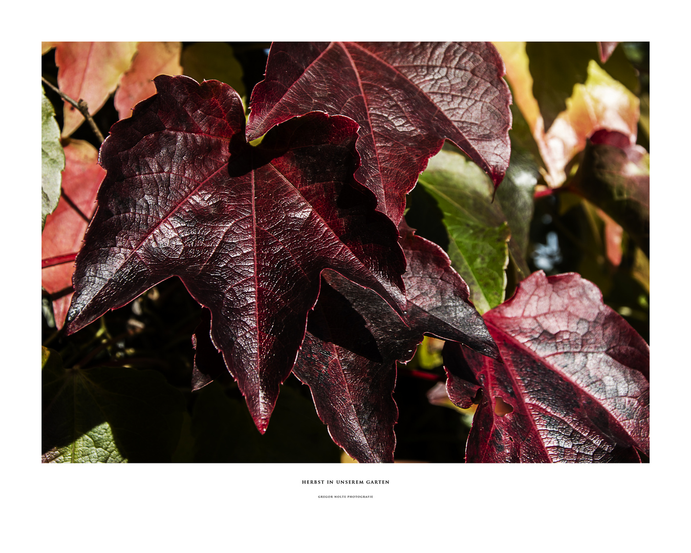 Herbst in unserem Garten