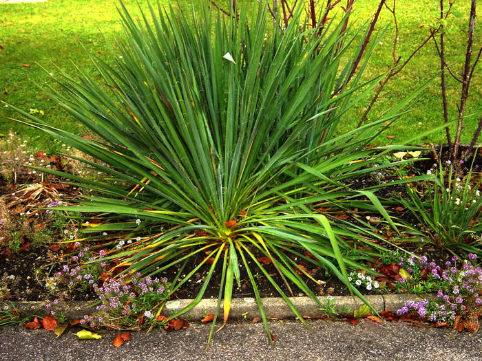 Herbst in unserem Garten