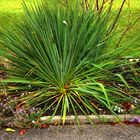 Herbst in unserem Garten