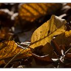 Herbst in unserem Garten