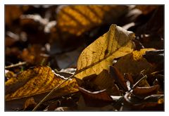 Herbst in unserem Garten