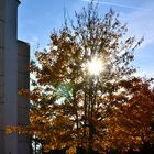 Herbst in unserer Straße