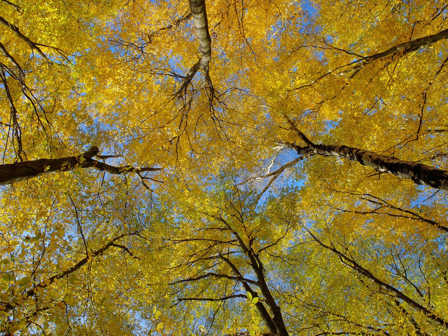 Herbst in voller Höhe