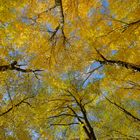 Herbst in voller Höhe