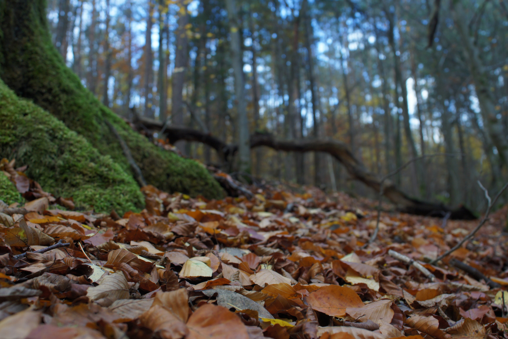 Herbst in Wald 