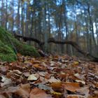 Herbst in Wald 