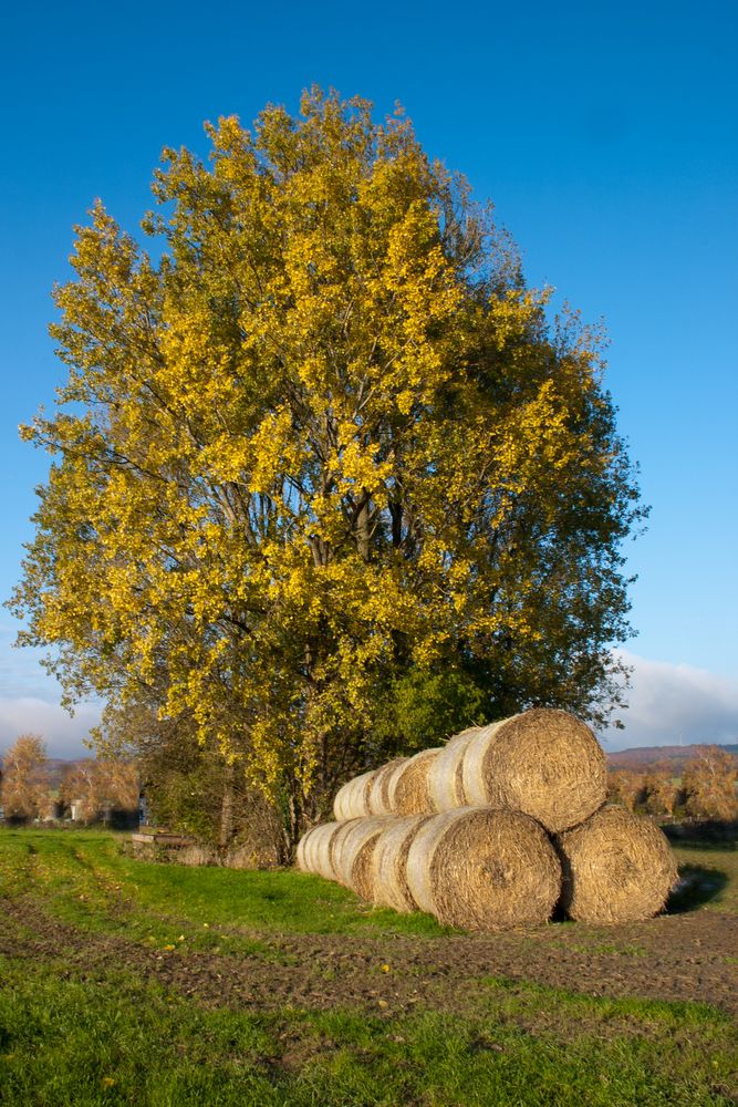 Herbst in Westfahlen