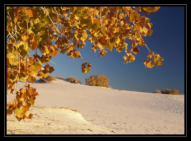 Herbst in White Sands