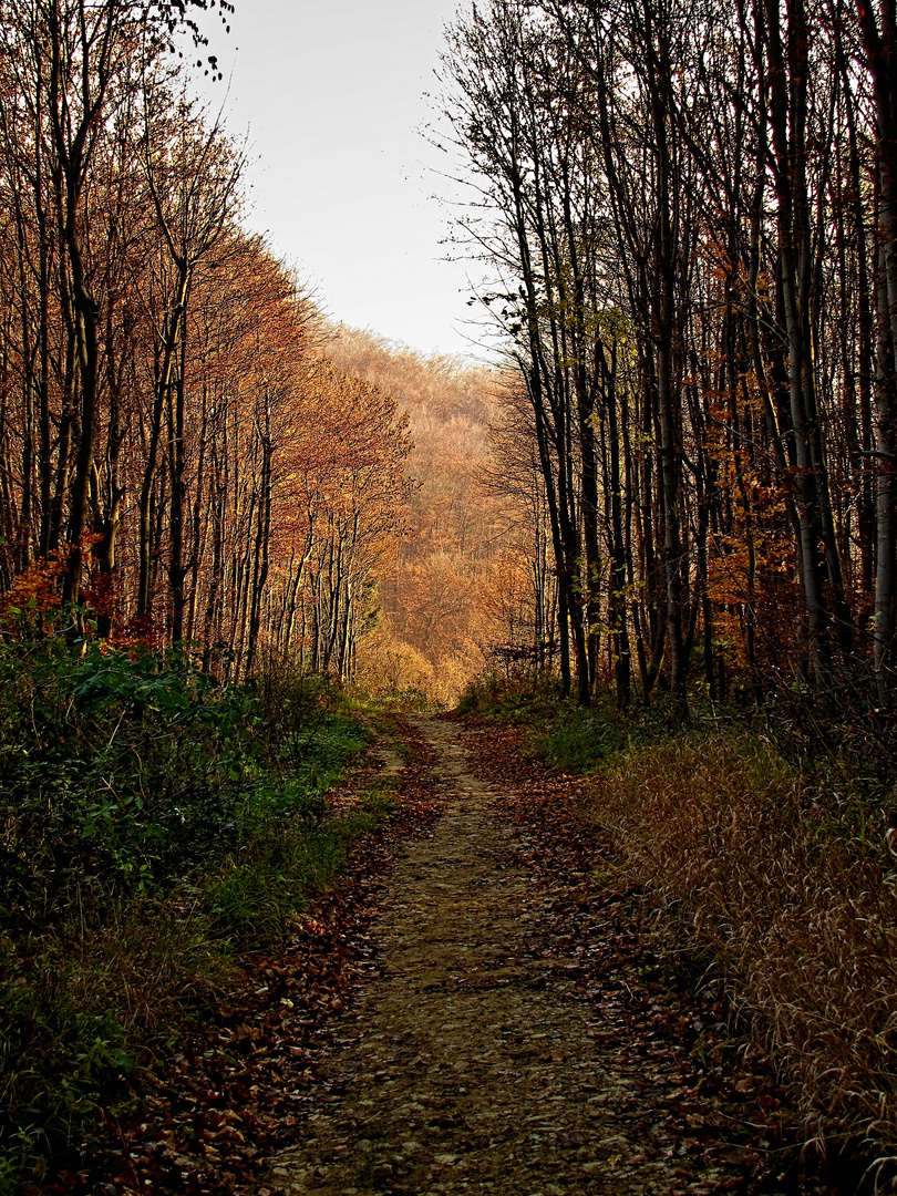 Herbst in Wienerwald