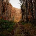 Herbst in Wienerwald