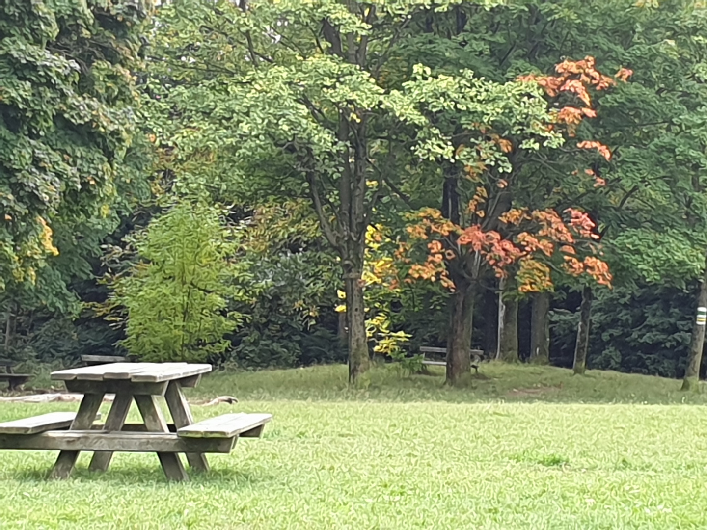 Herbst in Wienerwald