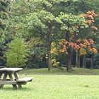 Herbst in Wienerwald