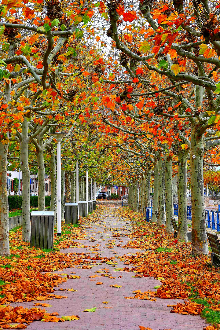 Herbst in Wiesbaden