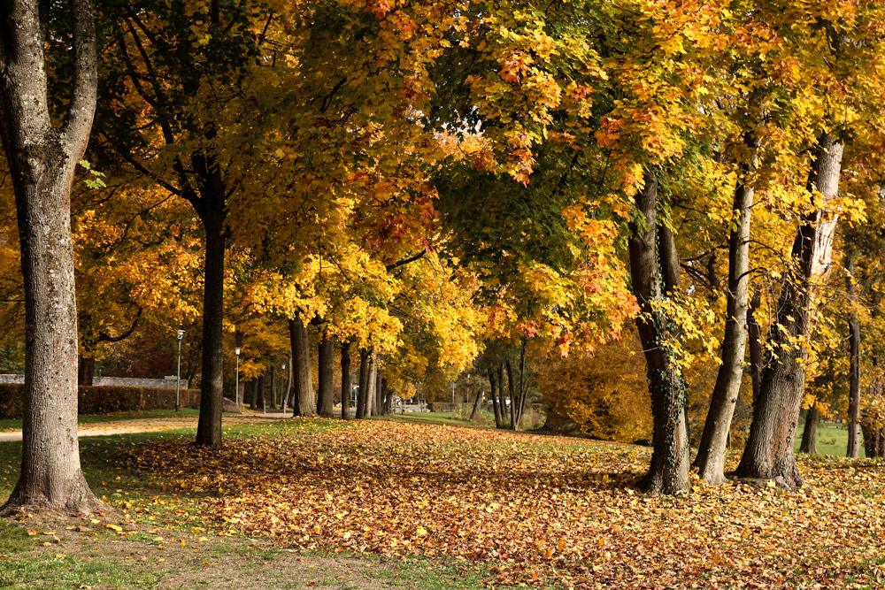 Herbst in Wilhelmsbad..