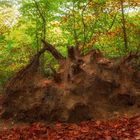 Herbst in Wolbecker-Tiergarten