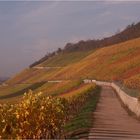 Herbst in Würzburg (10)