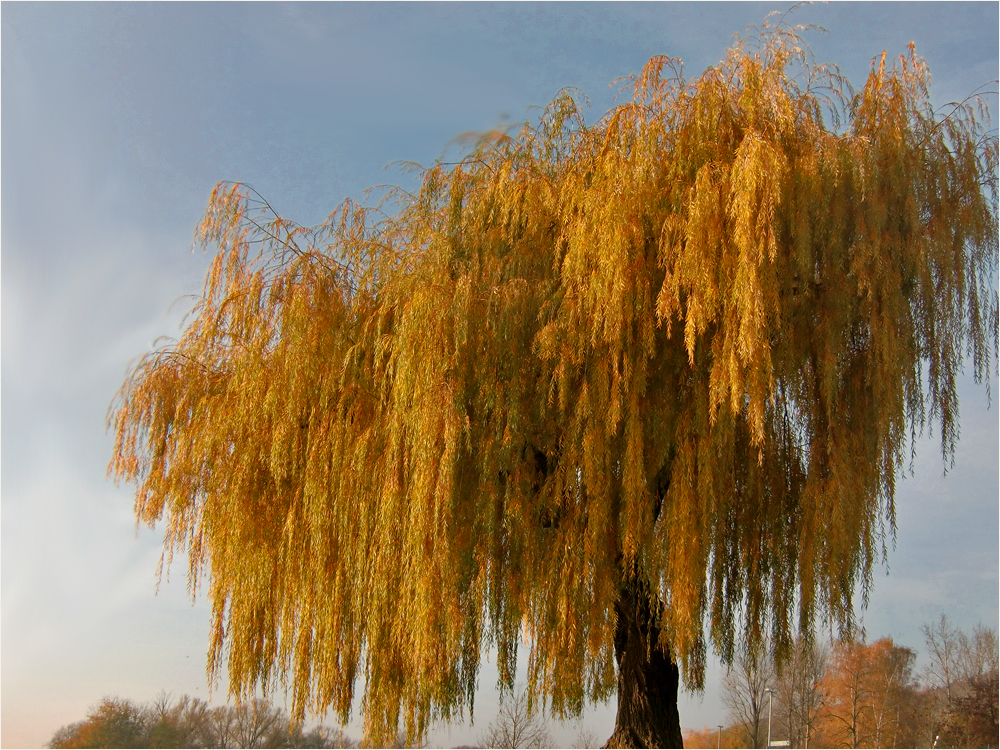 Herbst in Würzburg (14)