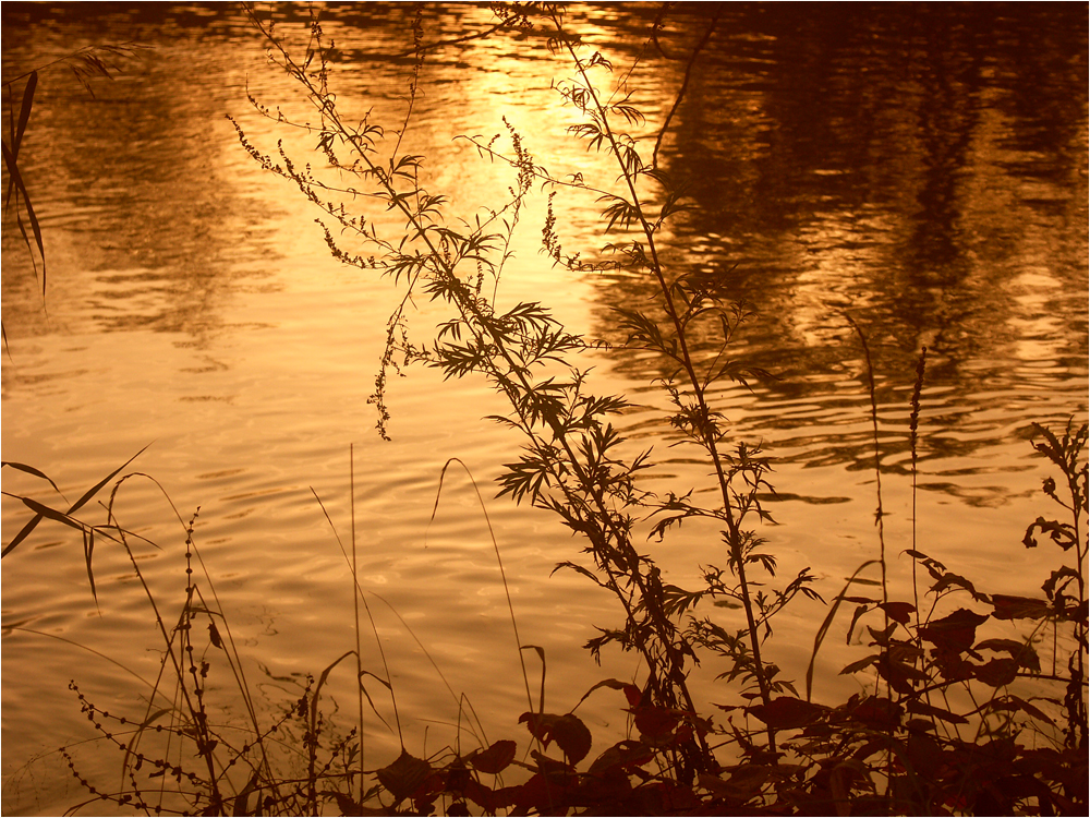 Herbst in Würzburg (15)