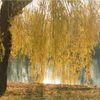 Herbst in Würzburg (23)