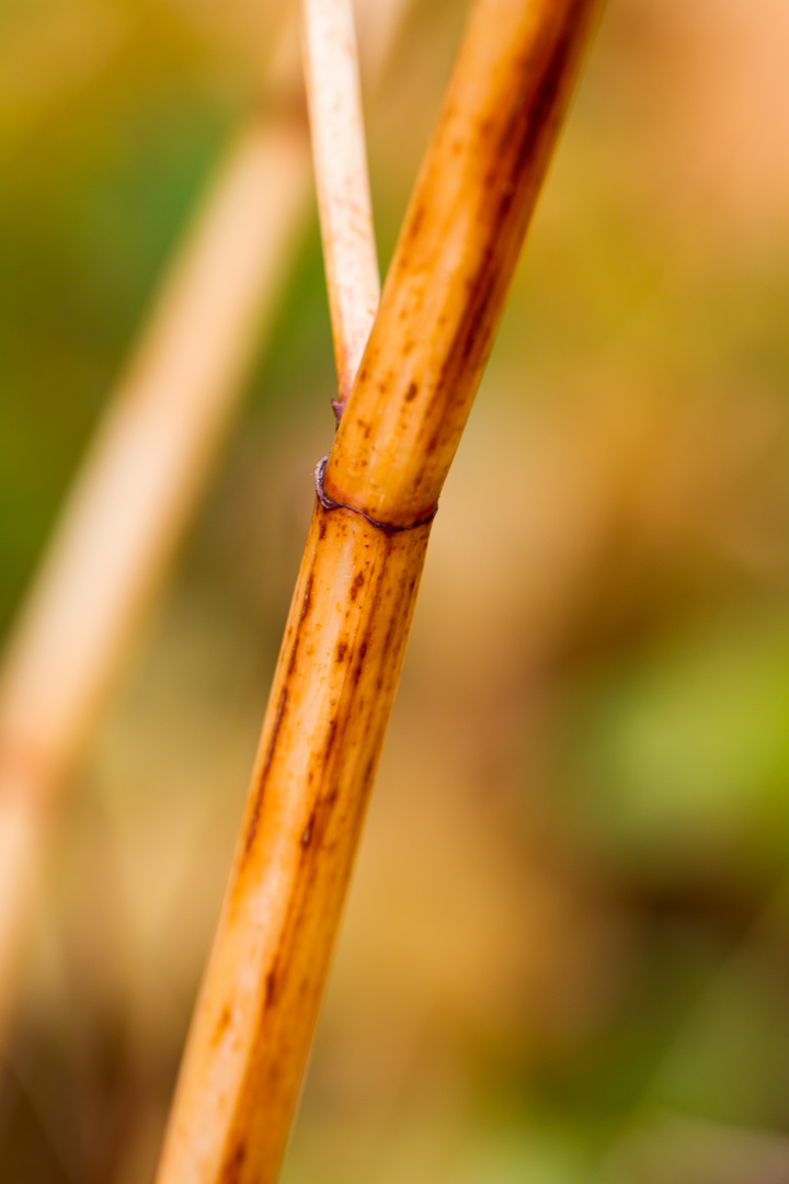 Herbst in Wunstorf