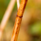 Herbst in Wunstorf