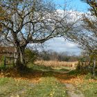 Herbst in Wyhl am Kaiserstuhl