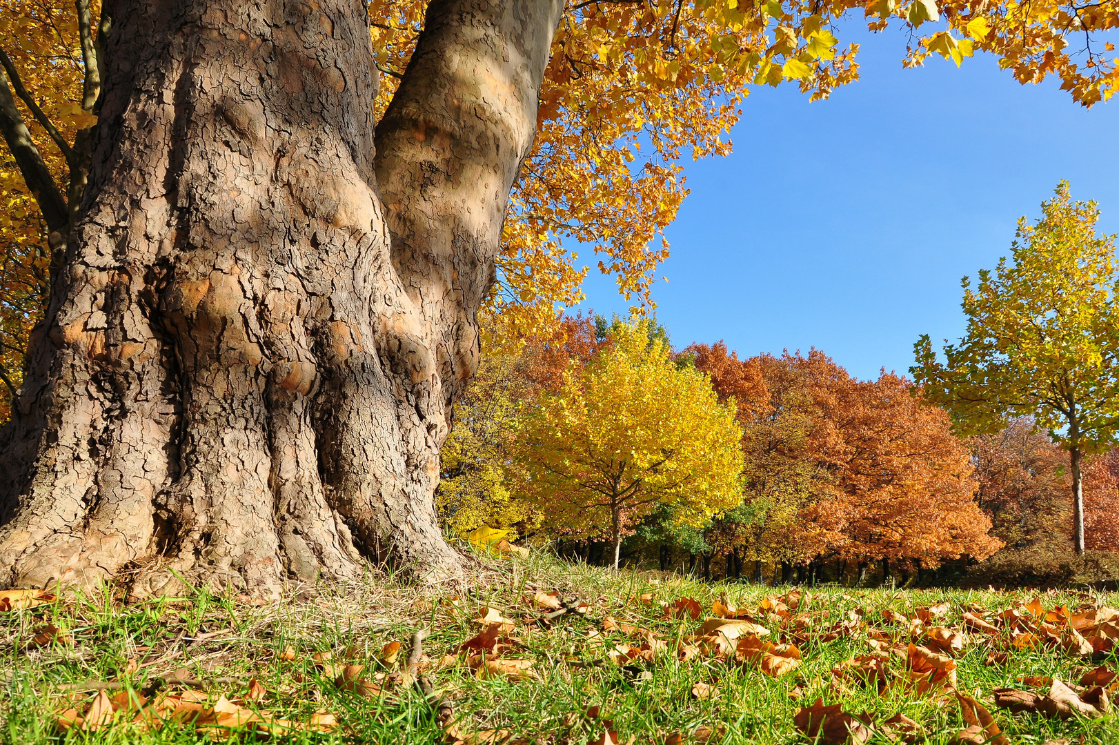 Herbst in Zwickau......  