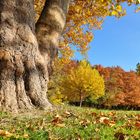 Herbst in Zwickau......  