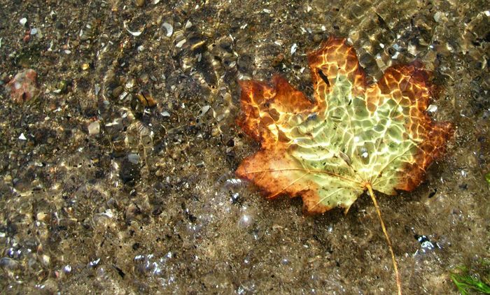 Herbst, ins Wasser gefallen