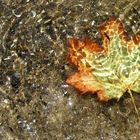 Herbst, ins Wasser gefallen