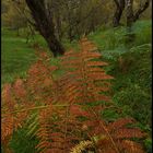 Herbst is here