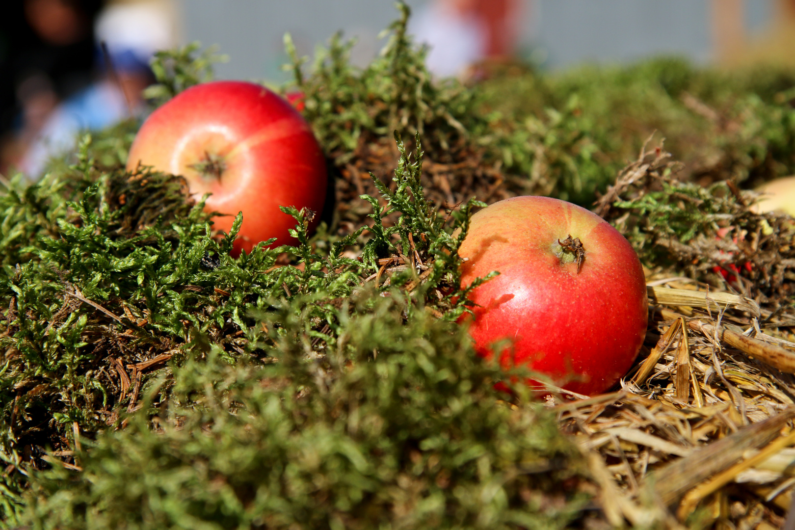 Herbst ist Apfelzeit