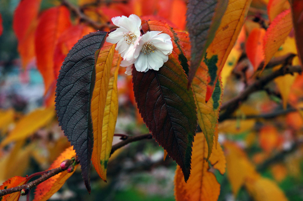 Herbst ist Frühling